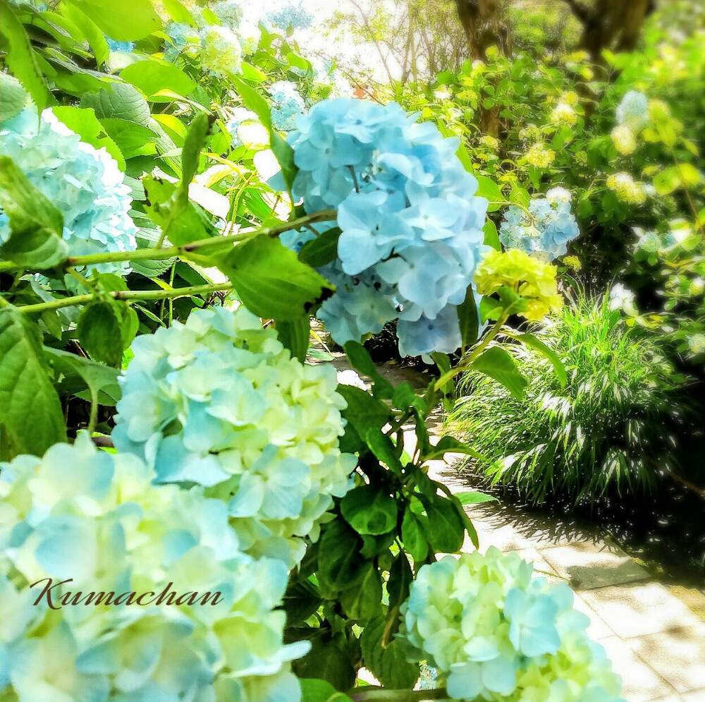 お出かけ先の画像 by Kumachanさん | お出かけ先とHTCとキュンキュン乙女倶楽部と萌え~❤と素敵~‼と北鎌倉散歩と紫陽花祭りと12月生まれ♪と頑張れ♡えっこ