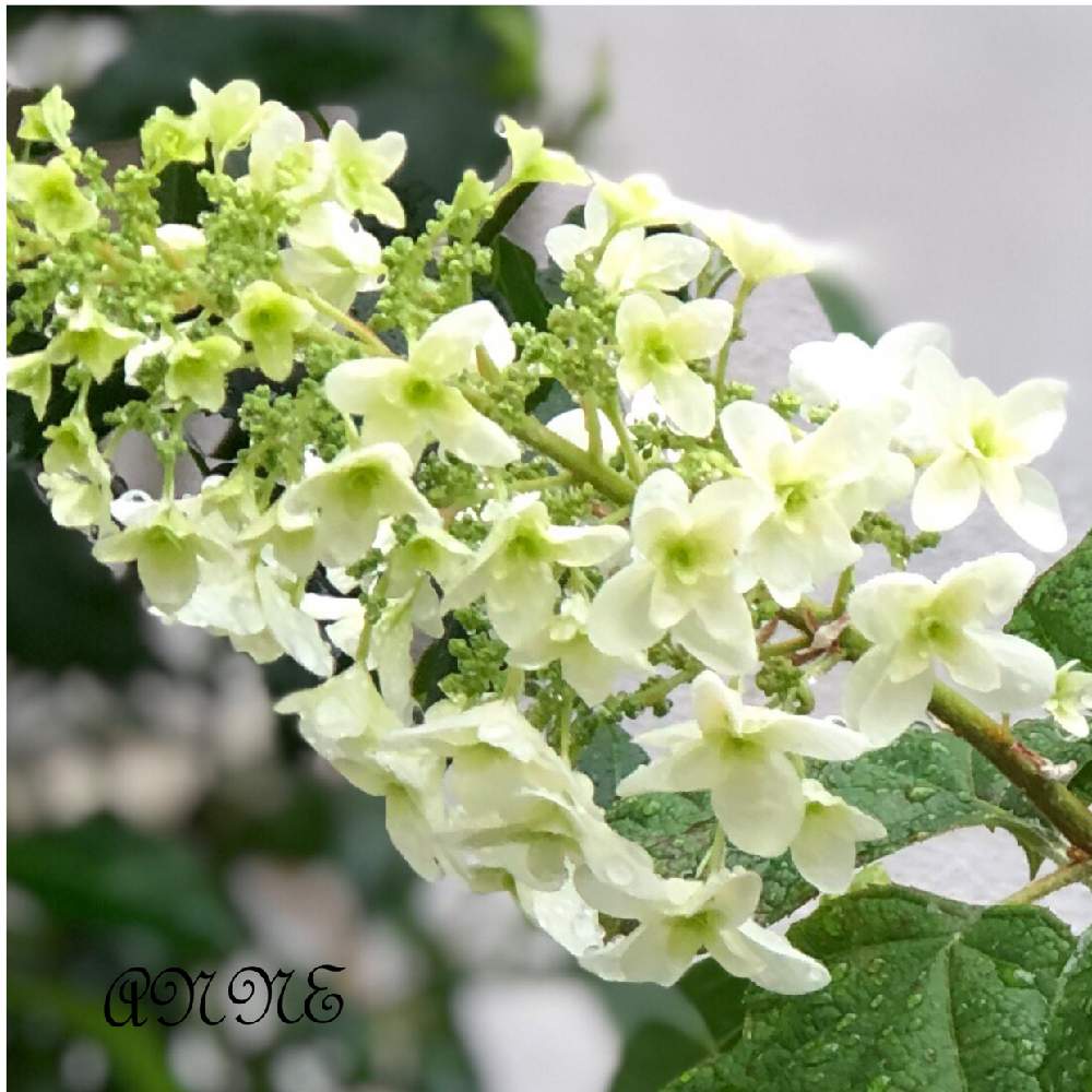 小さな庭の画像 by ♪ Anne ♪•*¨*•.¸¸♬さん | 小さな庭と柏葉紫陽花と花のある暮らし