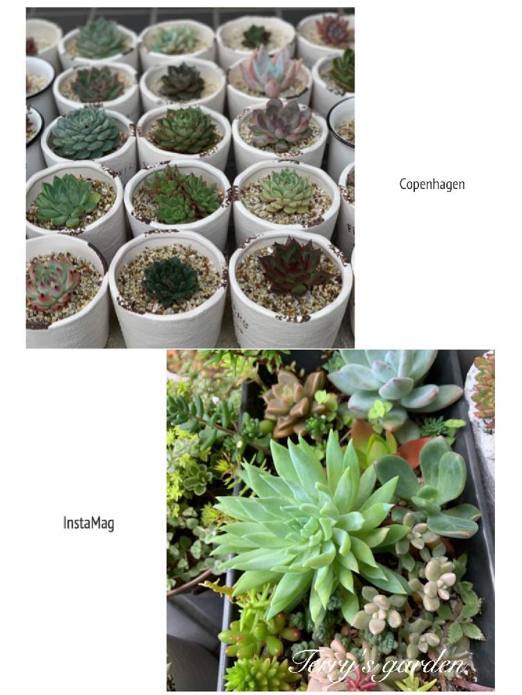 エントランスの画像 by TERRYさん | エントランスと多肉植物とネコと多肉と多肉植物寄せ植えと緑のある暮らしと多肉中毒❣️と多肉初心者