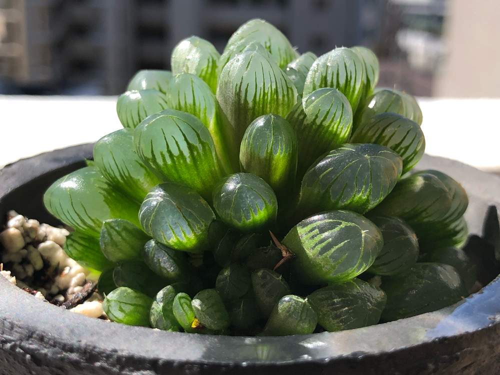 バルコニー/ベランダの画像 by yosdpalさん | バルコニー/ベランダとオブツーサと多肉植物と軟葉系ハオルチアとキラキラ✨とハオルチア属ともりもり多肉とわが家の多肉スペースと子吹きと植中毒と成長記録と子株とぷりぷりと多肉多肉多肉と俺の多肉植物とバルコニストとむちむちぷくぷく