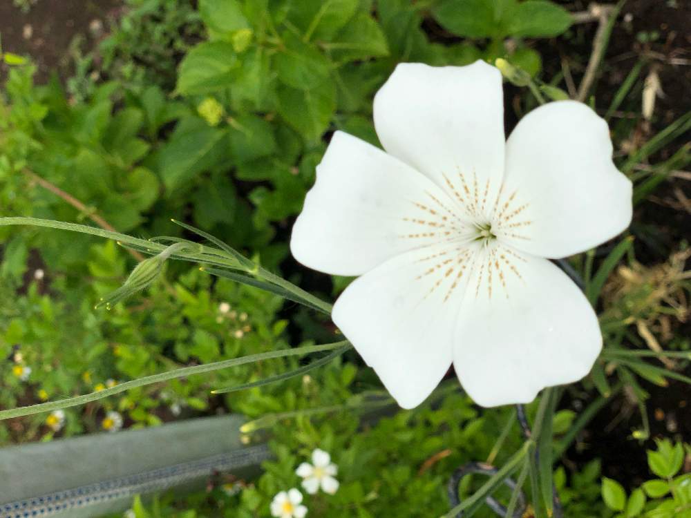 小さな庭の画像 by コロすけさん | 小さな庭とアグロステンマと白い花と花のある暮らしと北海道とお庭を彩るお花・樹木フォトコン