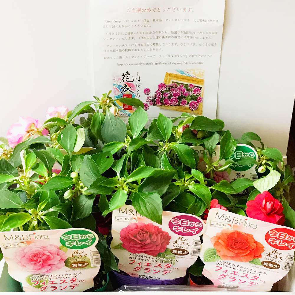 部屋の画像 by azusaさん | 部屋とバラ咲きインパチェンス☆とインパチェンス♡とM&BFloraとHappyな気分と季節のお花とカリフォルニアローズ フィエスタと鉢植えとプレゼント企画当選品と花のある暮らしとバラ咲きインパチェンス カルフォルニアローズ