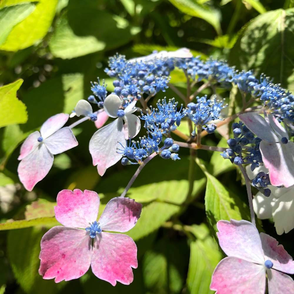 お出かけ先の画像 by Nanaさん | お出かけ先とピンクの花びらとガクアジサイ✨と青い花と運動公園と癒される色♡と花のある暮らしとGREEN UP!と『あじさい2019』フォトコンテスト