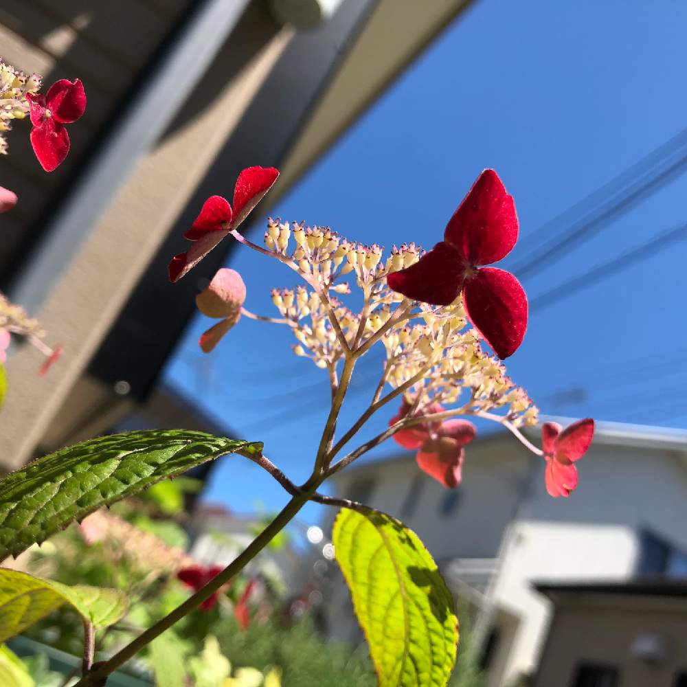 小さな庭の画像 by Nanaさん | 小さな庭とあまちゃとガクアジサイ✨と元気が出る花と花のある暮らしとGREEN UP!