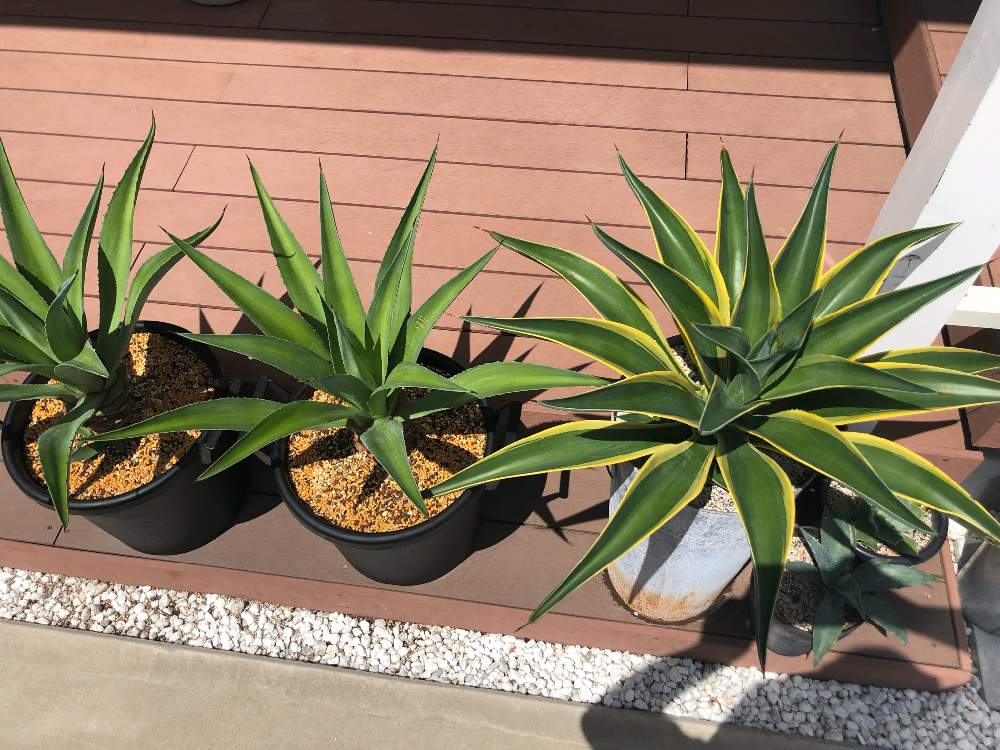 広い庭の画像 by rrtaさん | 広い庭と立派!!とトゲが痛いと植物のある暮らしとカッコいいとボタニカルライフとスタイリッシュとグリーン!グリーン!グリーン!とオシャレとGS映えと植中毒と成長記録とトゲトゲのある暮らしといやされるとGREEN UP!とさわやかとビザールプランツと男前とアガベ属と記録用と素敵