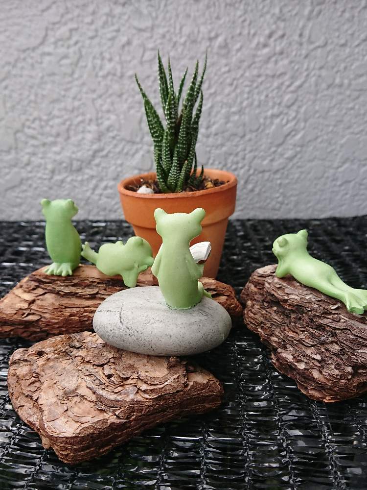 バルコニー/ベランダの画像 by tom1026さん | バルコニー/ベランダと観葉植物とカエルのコポーとハオルチア・十二の巻とコポたんファンクラブと 十二の巻