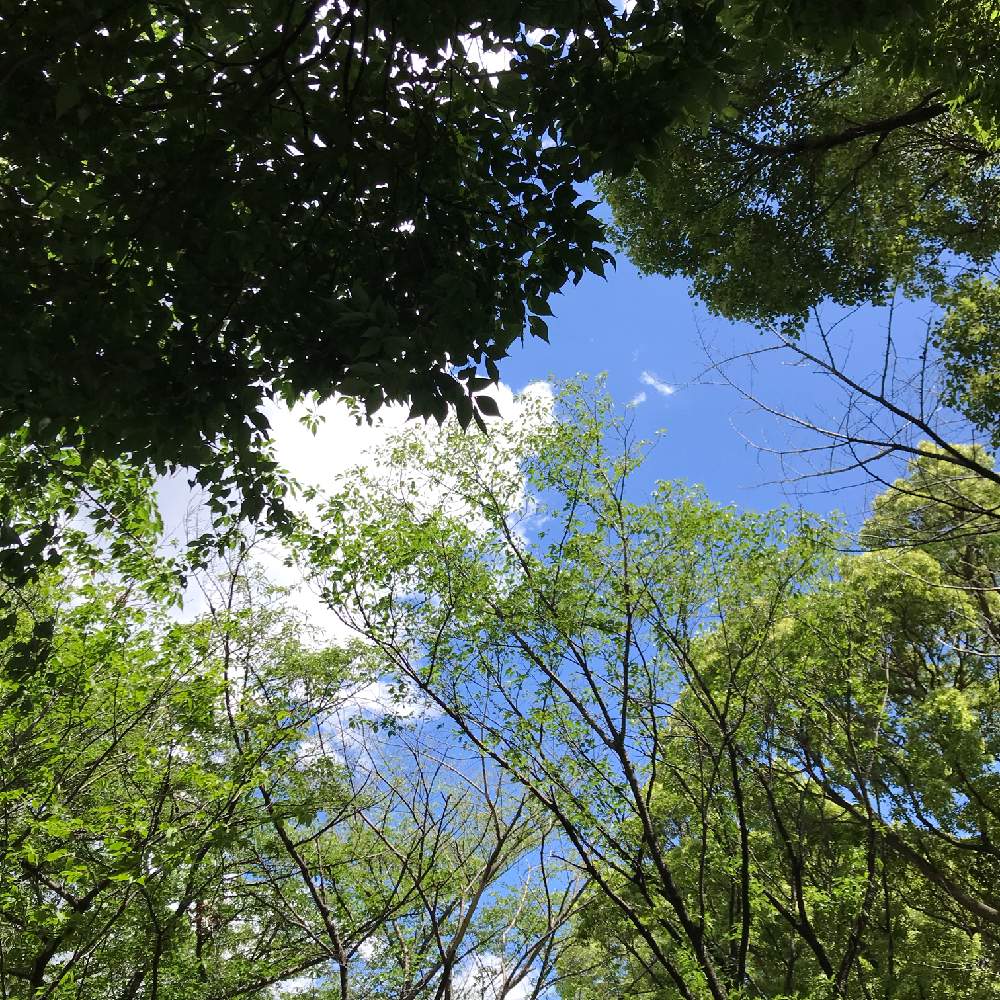 お出かけ先の画像 by かあたんさん | お出かけ先とサクラの葉とちいさな幸せ♡とGS映えとお出掛け先と花のある暮らしと色合いがキレイ