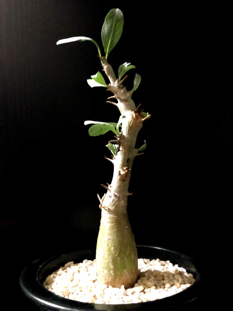 バルコニー/ベランダの画像 by good_guyさん | バルコニー/ベランダとSesamothamnusと多肉植物とEuphorbiaとcactusとオトンナ属とtylecodonとサルコカウロン属とフィランサス ミラビリスとユーベルマニア ペクチニフェラとCerariaとCaudexと多肉女子と塊根植物と珍奇植物とPachypodiumとaloeとagaveとOperculicaryaとGREEN UP!とCopiapoaとsucculent