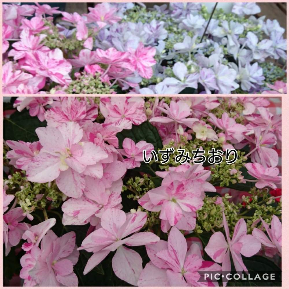 の画像 by トリトンさん | キュンキュン乙女倶楽部とお花大好き♡とありがとう♡とかわいい♡といやされる♡とピンク❤︎ピンクとGS映えとGS日和と紫陽花 アジサイ あじさいと紫陽花祭りとキュンキュン乙女倶楽部No.183と応援するよと頑張れ♡えっこ