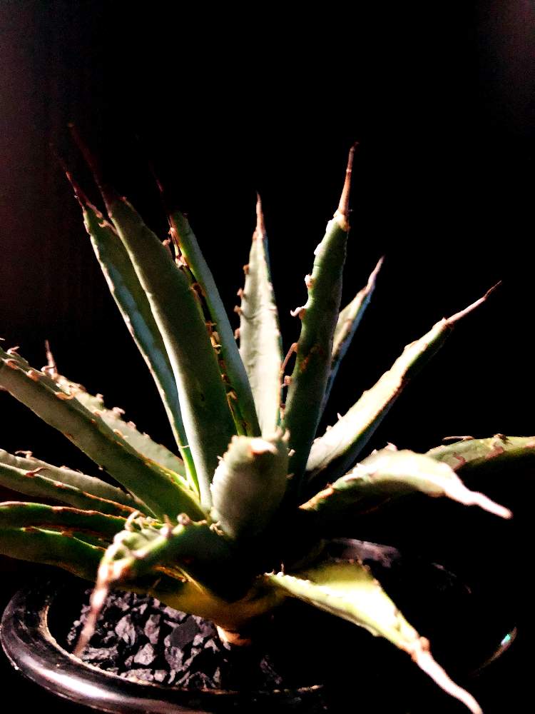 バルコニー/ベランダの画像 by good_guyさん | バルコニー/ベランダとAgave uthaensis var. eborispinaと多肉植物とEuphorbiaとcactusとオトンナ属とtylecodonとサルコカウロン属とフィランサス ミラビリスとユーベルマニア ペクチニフェラとCerariaとCaudexと多肉女子と塊根植物と珍奇植物とPachypodiumとaloeとagaveとOperculicaryaとGREEN UP!とCopiapoaとsucculent