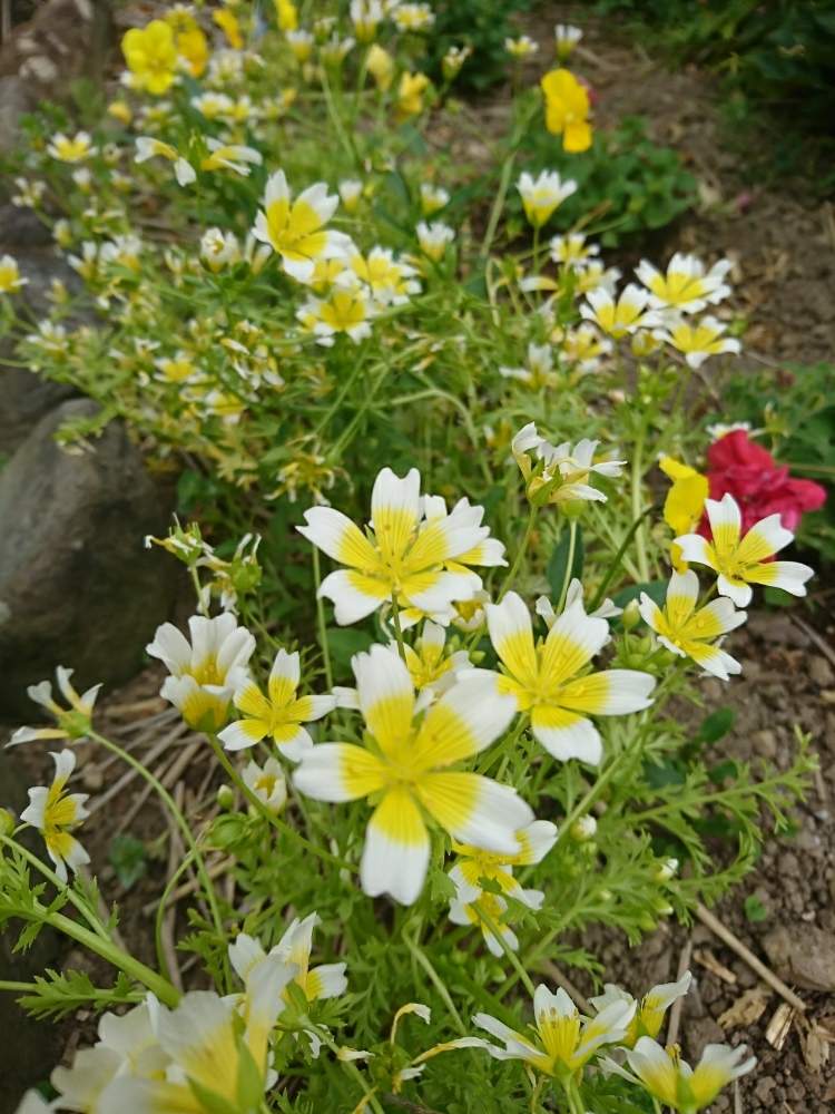 広い庭の画像 by ぶっきーさん | 広い庭と適当ガーデンとポーチドエッグと我が家の花壇とリムナンテス ♡とガーデニング