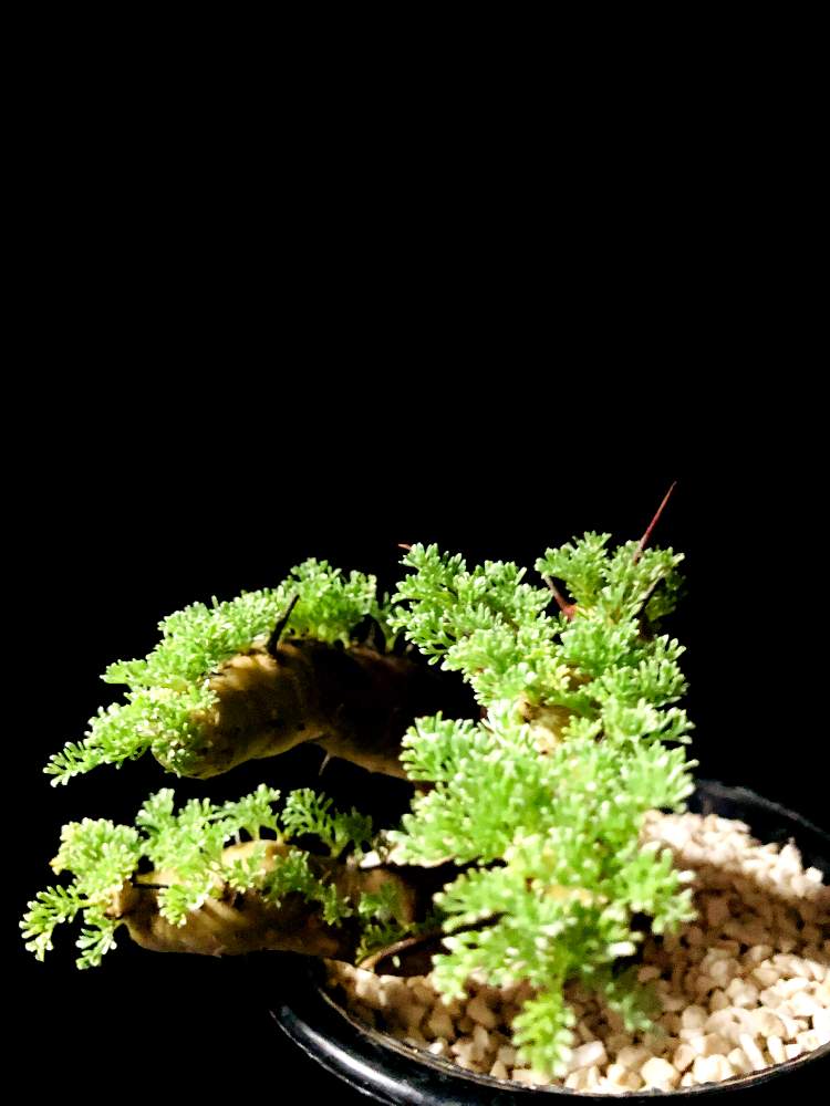 バルコニー/ベランダの画像 by good_guyさん | バルコニー/ベランダとSarocaulon herrei 赤棘と多肉植物とEuphorbiaとcactusとオトンナ属とtylecodonとサルコカウロン属とフィランサス ミラビリスとユーベルマニア ペクチニフェラとCerariaとCaudexと多肉女子と塊根植物と珍奇植物とPachypodiumとaloeとagaveとOperculicaryaとGREEN UP!とCopiapoaとsucculent
