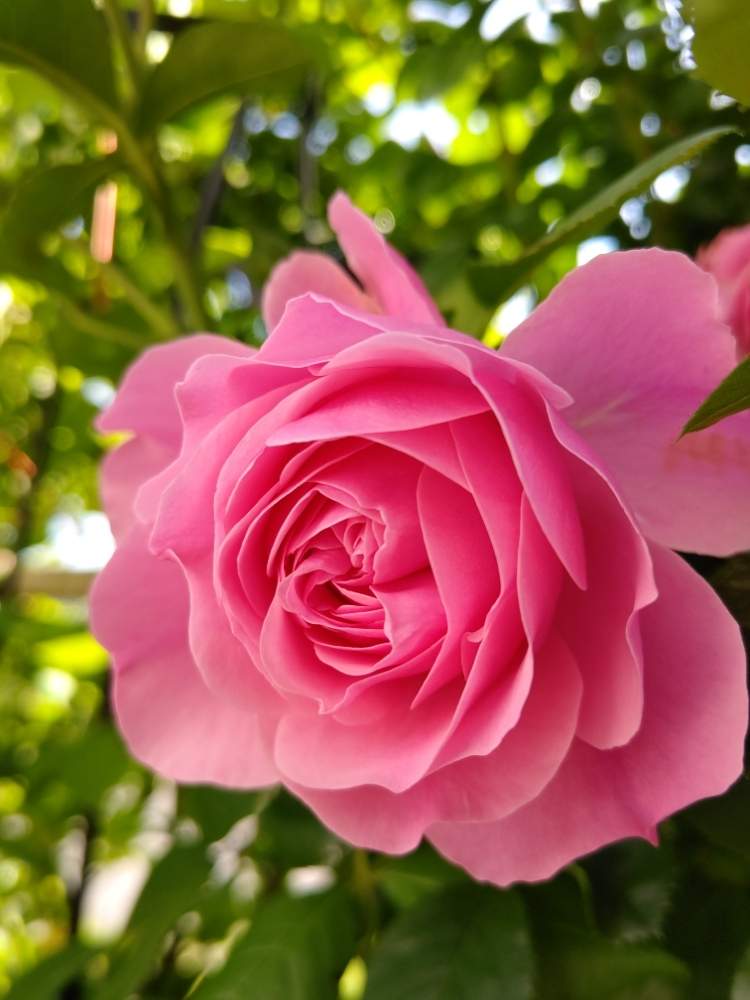 小さな庭の画像 by *mimi*さん | 小さな庭とばら バラ 薔薇とカインズバラコンテスト2019と薔薇に魅せられてと花壇とマイガーデンとバラ・切り花とガーデニングと花のある暮らしと薔薇♪とバラ・ミニバラとレオナルド・ダ・ヴィンチと薔薇の花