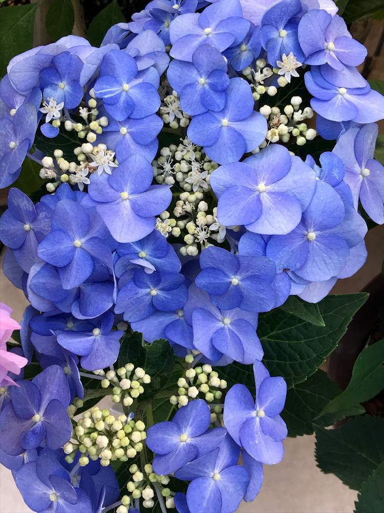 玄関の画像 by ひろちゃんさん | 玄関と紫陽花とモダンタイムスと紫陽花 額紫陽花と咲いてくれてありがとう❤と青い花と紫陽花 アジサイ あじさいと紫陽花祭りと『あじさい2019』フォトコンテストと青い花マニアといやされる