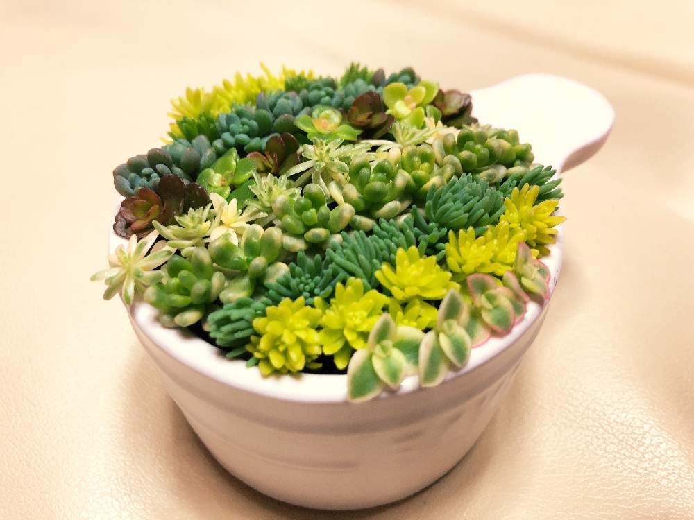 部屋の画像 by にいさん | 部屋とセダムとちまちま 寄せとミルフィーユ寄せとたのしいとよせ植えと寄せ植えと初心者とちいさな幸せ♡と多肉女子とこつこつととGREEN UP!とタニク初心者とちまちま寄せ