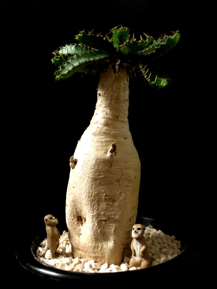 バルコニー/ベランダの画像 by good_guyさん | バルコニー/ベランダと多肉植物とEuphorbiaとcactusとオトンナ属とtylecodonとサルコカウロン属とフィランサス ミラビリスとユーベルマニア ペクチニフェラとCerariaとCaudexと多肉女子と塊根植物と珍奇植物とPachypodiumとaloeとagaveとOperculicaryaとGREEN UP!とCopiapoaとsucculent
