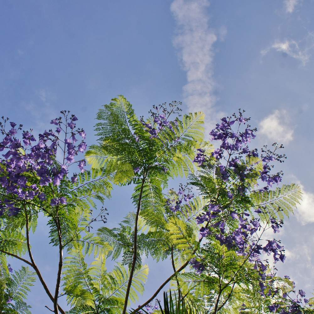 の画像 by PARKS GARDEN Information + Botanicalshopさん | ジャカランダと植物好きと繋がりたいとネイティブプランツとパークスガーデンとガーデニングと世界三大花木