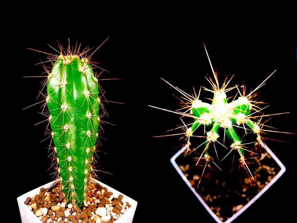 部屋の画像 by MASTERS OF CACTUSさん | 部屋と飛鳥閣と多肉植物と多肉男子とサボテン科とcactusとサボテン小鉢と植物のある暮らしと植物好きと繋がりたいと多肉大好きとネオライモンディア属と植物だいすきとネオライモンディアと多肉植物とサボテンと 柱サボテン と多肉多肉多肉とsucculent plantsとsucculentと多肉植物 多肉の有るくらし