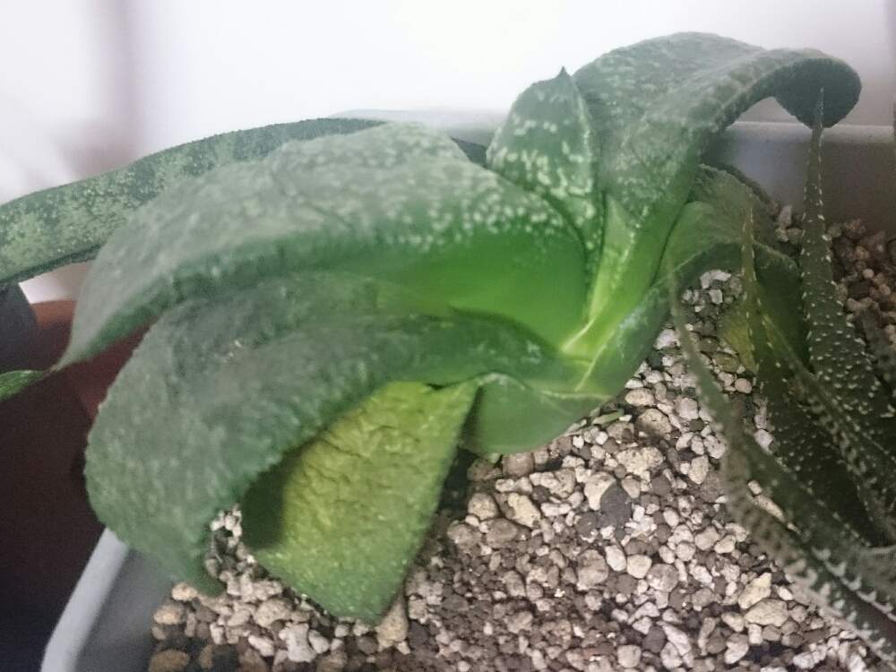部屋の画像 by sword-tさん | 部屋とガステリアの何とかと臥牛とガステリア 臥牛と多肉植物とガステリア広め隊とボタニカルライフとGS映えとGS日和とガステリア臥牛とガステリア属とタニク男子とガステリア充とグリスナ映えとがばいとガステリストとガステリアとサラリーマン編とGSS(ガステ好き )