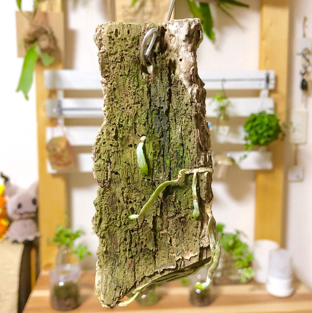 部屋の画像 by ミチル26さん | 部屋と着生植物と観葉植物と着生ランと胡蝶蘭。とコチョウラン。とphalaenopsisとphal