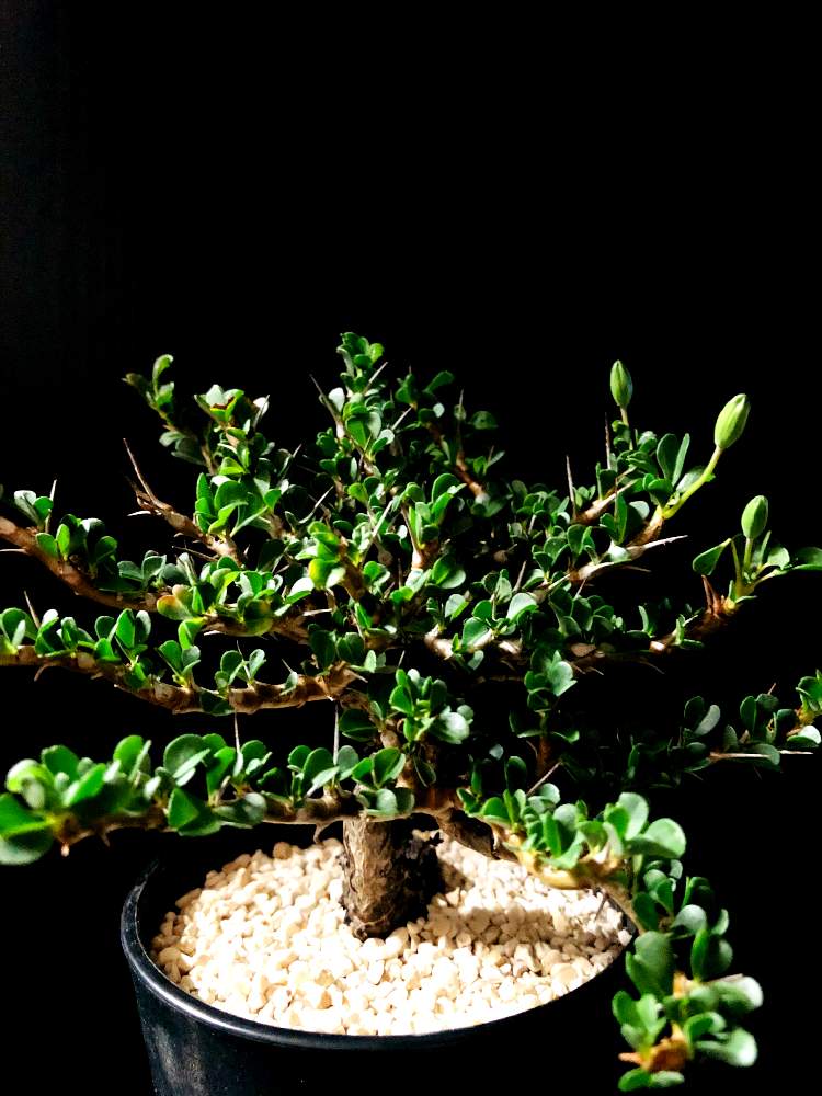 バルコニー/ベランダの画像 by good_guyさん | バルコニー/ベランダとSarcocaulon vanderietiaeと多肉植物とEuphorbiaとcactusとオトンナ属とtylecodonとサルコカウロン属とフィランサス ミラビリスとユーベルマニア ペクチニフェラとCerariaとCaudexと多肉女子と塊根植物と珍奇植物とPachypodiumとaloeとagaveとOperculicaryaとGREEN UP!とCopiapoaとsucculent