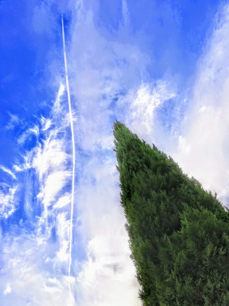 小さな庭の画像 by いがっちさん | 小さな庭とコニファーとファインダー越しの私の世界と誰かに見せたい風景と我が家の花壇と花のある暮らしと写真撮ってる人と繋がりたいと青空とひこうき雲とあおぞらと誰かに見せたい空