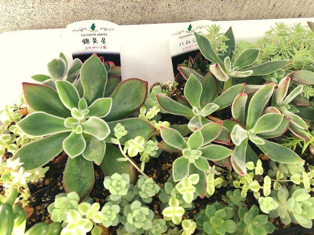 エクステリアの画像 by SABOTEN(•Ӫ•)さん | エクステリアと多肉植物と幸せ♡と夏の過ごし方とハムシー♪と可愛いすぎる〜と多肉超超初心者と多肉大好きと夏の暑さ対策と錦晃星☆と可愛い多肉ちゃん❤︎と可愛い〜♡と花のある暮らしとモリモリにしたいとお花大好き❤と多肉寄せ植え