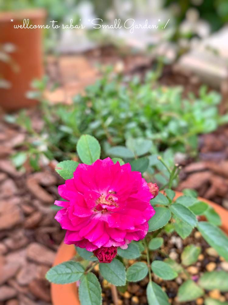 小さな庭の画像 by さば*さん | 小さな庭とバラの庭とno green no lifeと薔薇の庭とGSに感謝。とバラと夢CLUBと花のある暮らしとバラ・ミニバラとロザリアンとスイートチャリオット