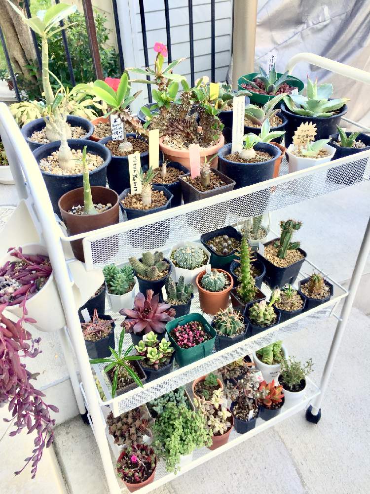 小さな庭の画像 by あきさん | 小さな庭と多肉植物いろいろと元気いっぱいと多肉植物と中山いい肉んと癒される♡と植欲が止まらないとNo TANIKU,No Lifeと多肉大好きとワクワクドキドキと多肉のある暮らしと植欲旺盛と植中毒と大好き過ぎてどうしよう♡とたまらん♡と多肉植物ラブと綺麗な色♡と個性的とかわいいな♡と千葉タニラー