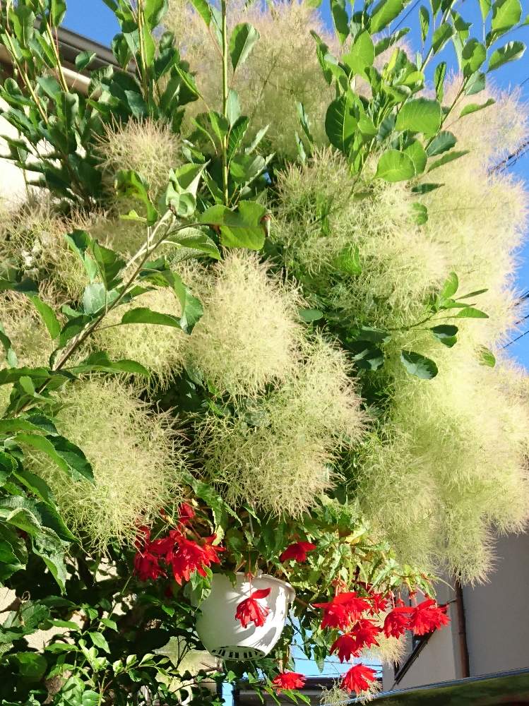 の画像 by トリトンさん | キュンキュン乙女倶楽部とスモークツリー♪とお花大好き♡とありがとう♡とかわいい♡といやされる♡とGS映えとGS日和とキュンキュン乙女倶楽部No.183と応援するよと青空とコラボシリーズと頑張れ♡えっこ