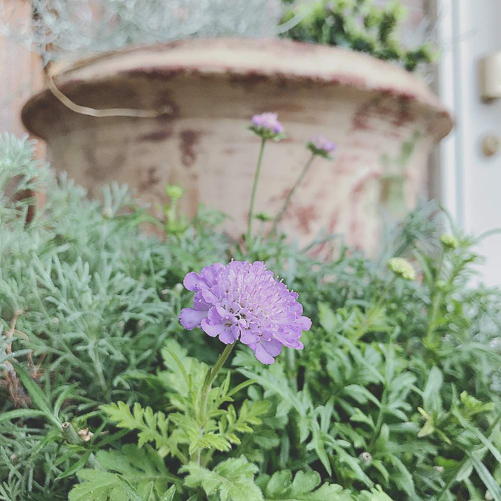 玄関の画像 by nicoさん | 玄関とスカビオサと寄せ植えとアンティーク風と紫色の花と薄紫の花とガーデニングと花のある暮らしとグリーン
