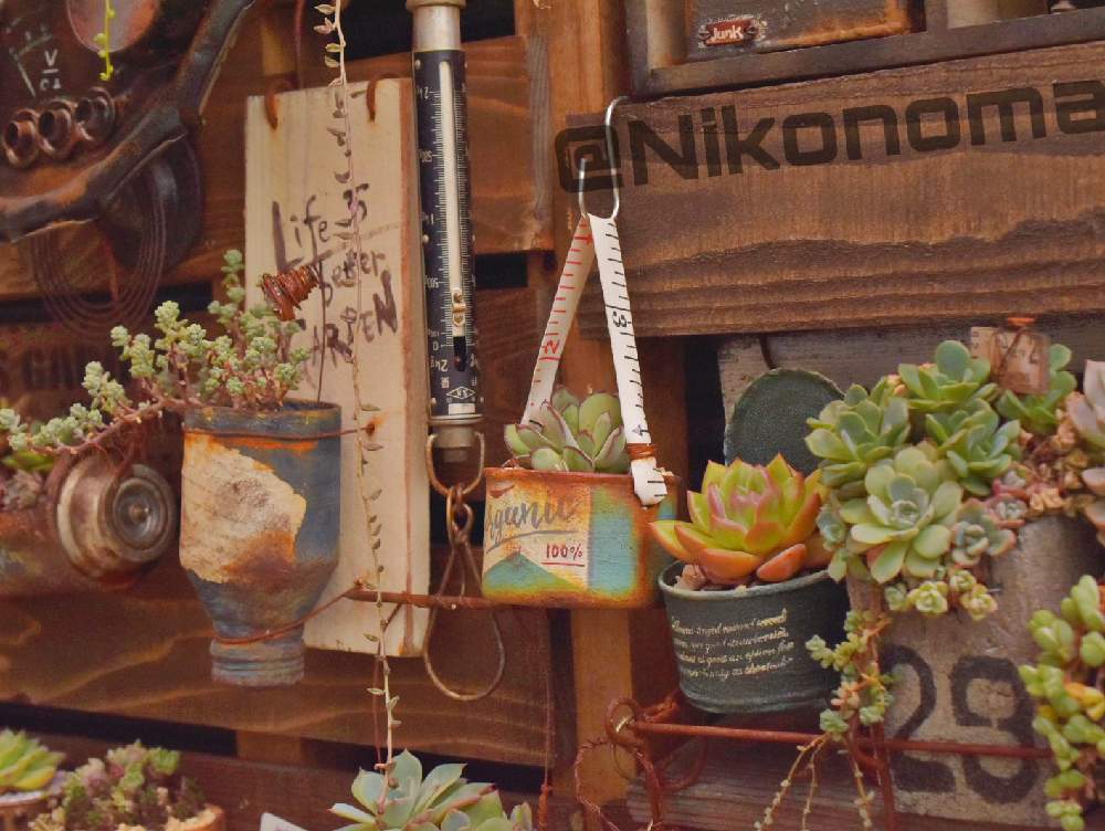 アプローチの画像 by Nomachanさん | アプローチと多肉植物とW投稿と繋がりに感謝と大好きな場所と多肉のある暮らしと다육식물と笑顔の源と癒し空間とみんな同じ空の下と錆錆とSabijyoとjunkgardenとご縁に感謝と다육とサビじょとインダストリアルとあの娘にも届けと大好きな作家サン作品