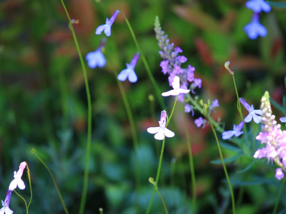 小さな庭の画像 by Half moon さん | 小さな庭と季節を楽しむとお庭を彩るお花・樹木フォトコンと暮らしを楽しむと癒されると癒され風景と可愛いと花のある暮らしと癒しのひと時と庭の宿根草と咲いた!