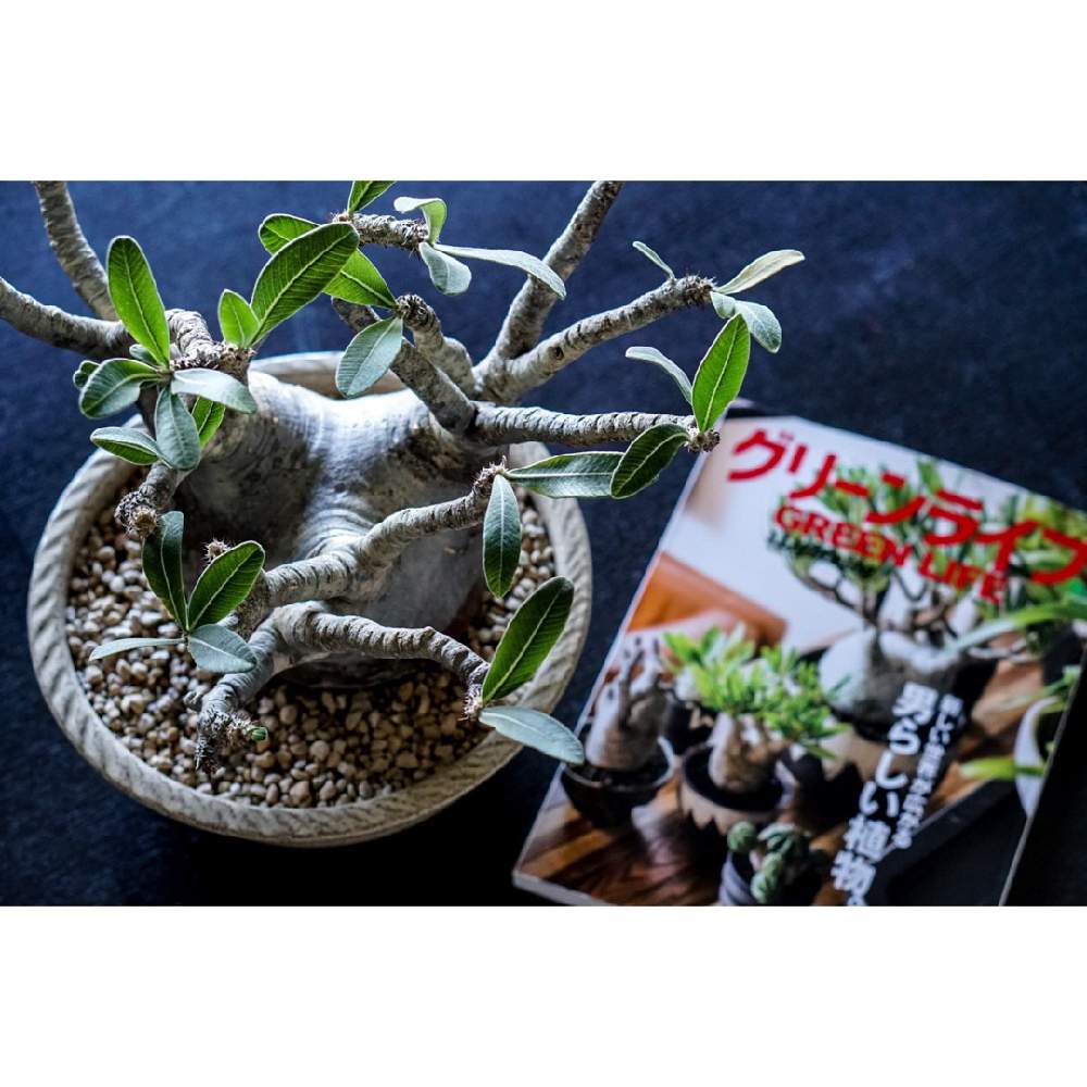部屋の画像 by ラブーン(⊙ꇴ⊙)さん | 部屋と塊根植物とpachypodium graciliusとPachypodium