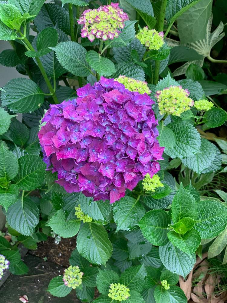 小さな庭の画像 by fuuhakuさん | 小さな庭とGS映えとGS日和と紫陽花 アジサイ あじさいと植中毒と新潟と花のある暮らしと庭の宿根草