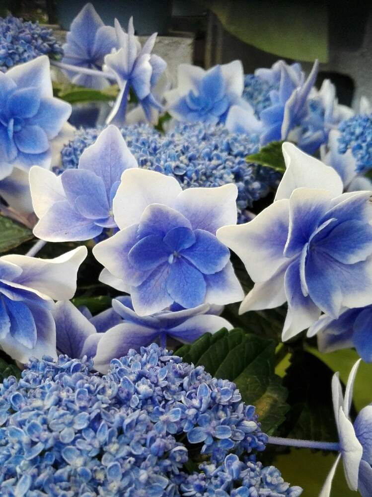 お出かけ先の画像 by るるさん | お出かけ先とスマホ撮影と青い花と癒やしの時間と花のある暮らしと色あざやかと紫陽花 アジサイ あじさい