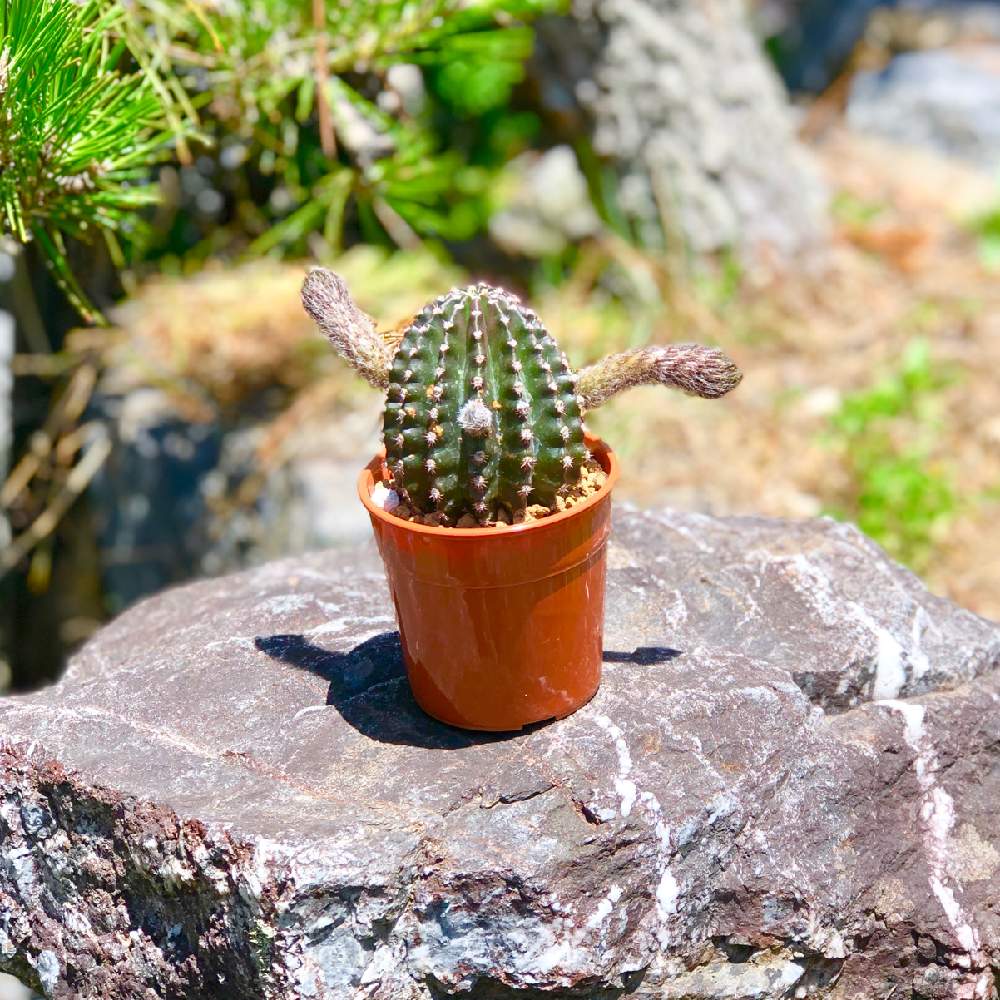 小さな庭の画像 by あみたす☆さん | 小さな庭とサボテンとサボテン科とcactusとGS映えとサボテン好きと今日の一枚と緑のある暮らしと多肉夫婦とサボテンのある暮らしとトゲトゲのある暮らしとサボテン好きにはたまらないとサボテンの花と緑のある生活とダンサー