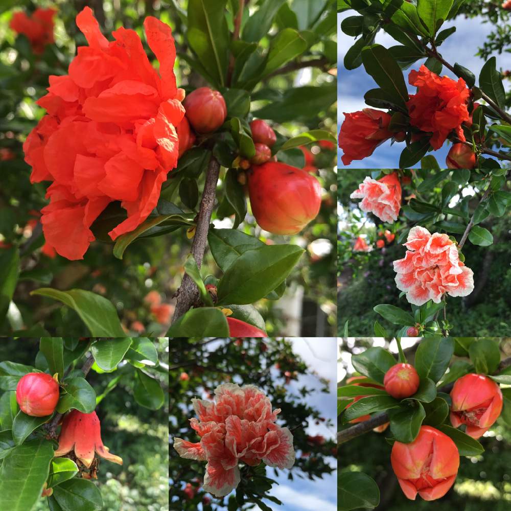 広い庭の画像 by ゆみじんさん | 広い庭とザクロと花木と今日の花とスマホで撮影と今日のお花