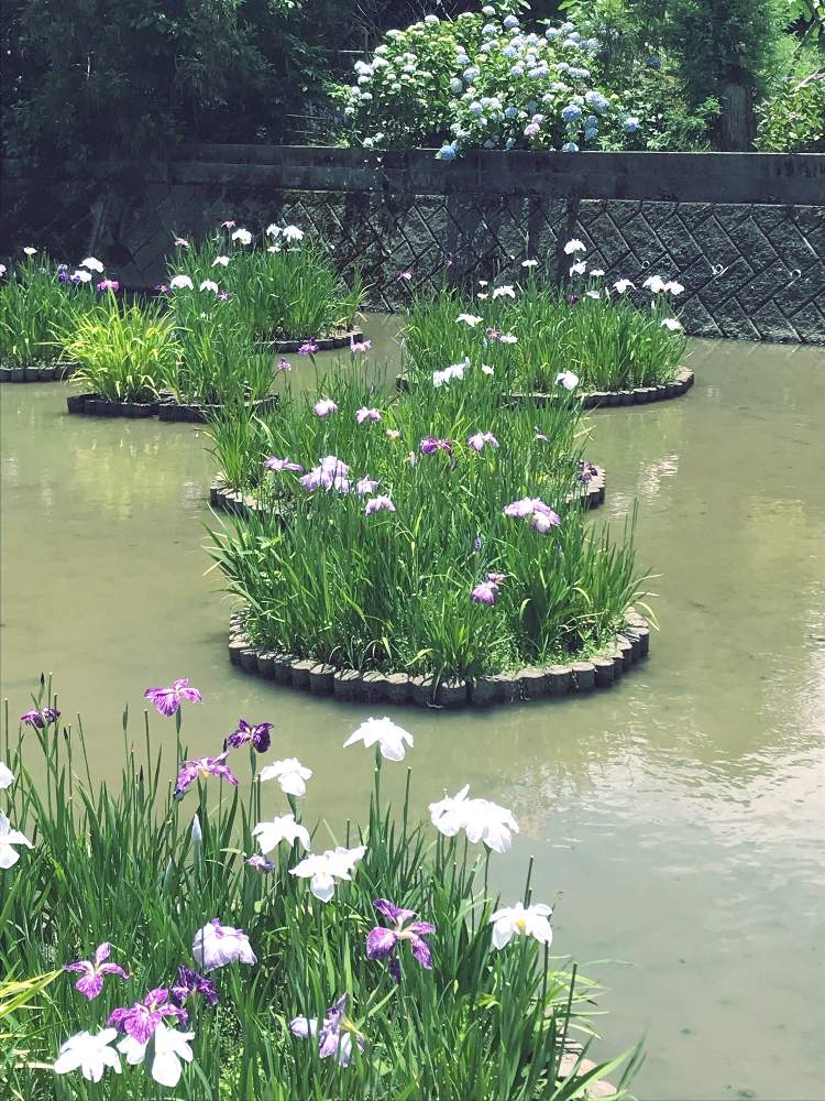 お出かけ先の画像 by 仁美さん | お出かけ先とハナショウブと紫陽花と開花と感動と美しいとアジサイ 紫陽花と花のある暮らしと花しょうぶ