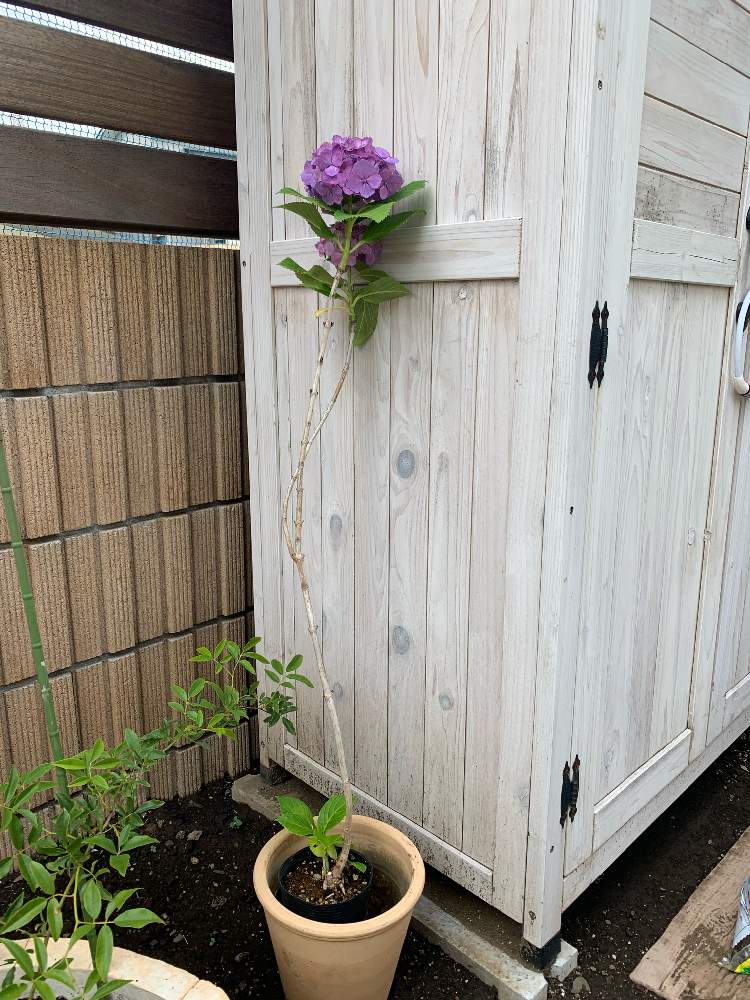 小さな庭の画像 by イブさん | 小さな庭と紫陽花と花のある暮らしと横浜市と人生記念樹