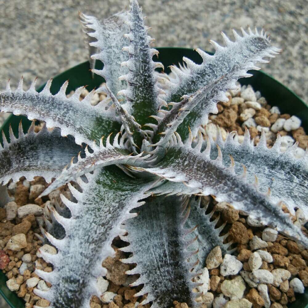 小さな庭の画像 by にんにんさん | 小さな庭とディッキア.とDyckia marnier-lapostollei Red clone F1 x ‘Brittle star’ F3 #D033と多肉植物とみどりのある暮らしとトゲトゲと観葉植物とディッキアとディッキア属とQdyckiaとブロメリアと植中毒と日光浴とタニラーとトゲトゲのある暮らしと珍奇植物とDyckia