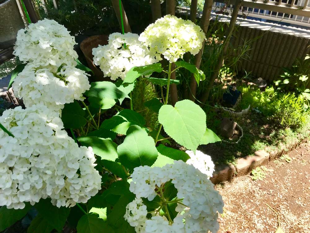 小さな庭の画像 by なおみさん | 小さな庭とアナベルと多肉植物と雰囲気づくりとセダム!とサビサビとジャンクとわが家の多肉スペースと多肉植物寄せ植えと多肉いじりたいと紫陽花 アジサイ あじさいと もこもこと癒し空間と可愛いと古道具とジャンクガーデンと可愛い鉢