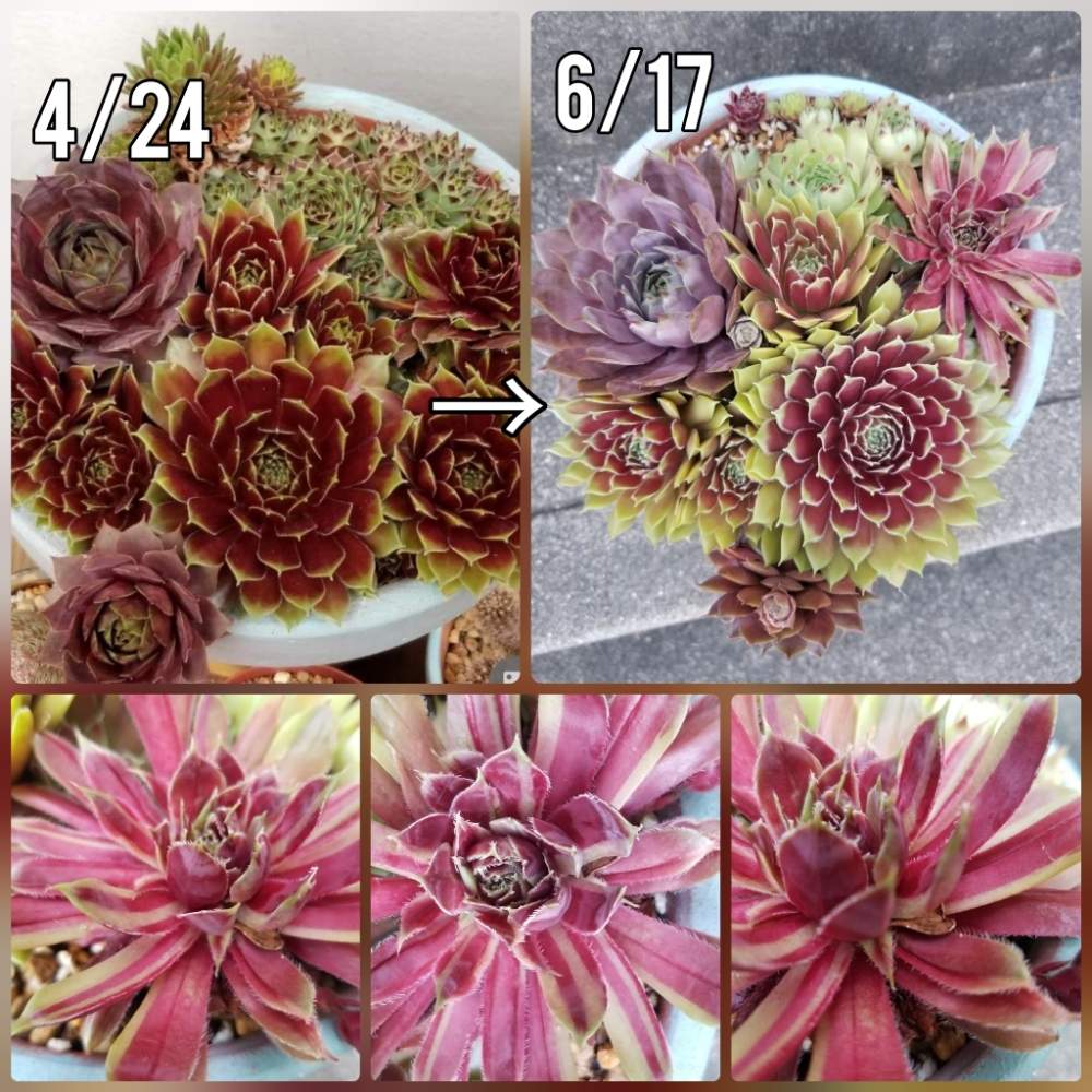 エントランスの画像 by sorahakuさん | エントランスとセンベルビウムと植物のある暮らしと植中毒と多肉女子とタニラーといやされるとGREEN UP!と斑入り。と勉強中と多肉寄せ植えとセンペルビウム属とセンペル丼とタニク初心者