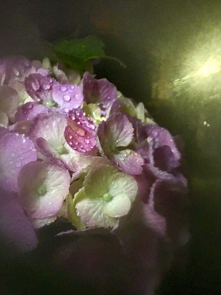 インテリアの画像 by ヒーちゃんさん | インテリアと令和最初の植物とムラサキの花と伊藤園と雨のしずくと広い庭☘️とGreenSnapmarcheと『あじさい2019』フォトコンテストと可愛いと小さな小さな庭と花のある暮らしとお花と家庭菜園奮闘日記とコリウス♪とお出かけ先。とGREEN UP!と畑。と震災祈念堂と紫陽花 アジサイ あじさい