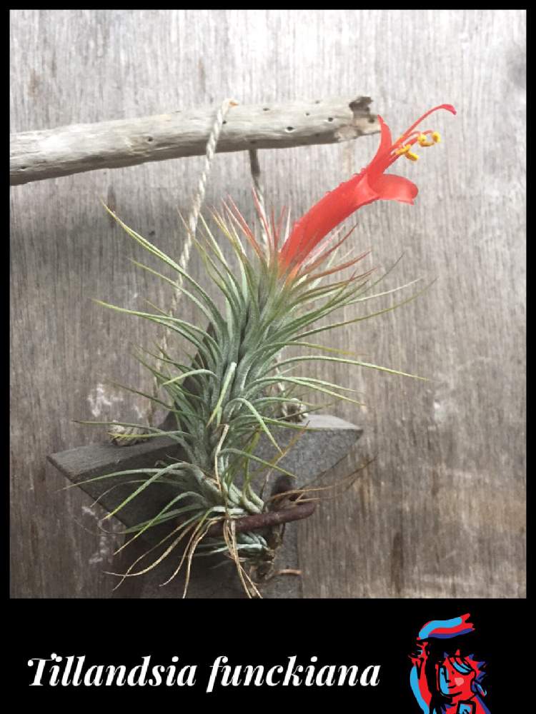 小さな庭の画像 by ま〜さん | 小さな庭とTillandsia funckianaとエアプランツ チランジアと花咲いたと記念撮影と元気に育ってます♪と植中毒とチランジア属と成長記録と有茎とお花とかわいいな♡