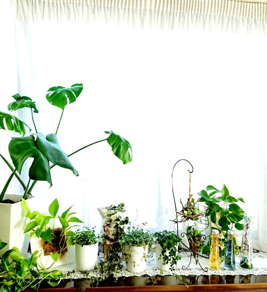 インテリアの画像 by aki~nakさん | インテリアとHTCとWEEKEND FLOWERと窓辺の植物たちといやされる♡とGS映えとしぞーか勢とGS日和と今日の一枚と有難う♥とGreenSnapMarche YOKOHAMA2019とGreenSnapmarcheと花のある暮らしと『窓辺に飾られた植物』フォトコンテストと自己満足´ω`*