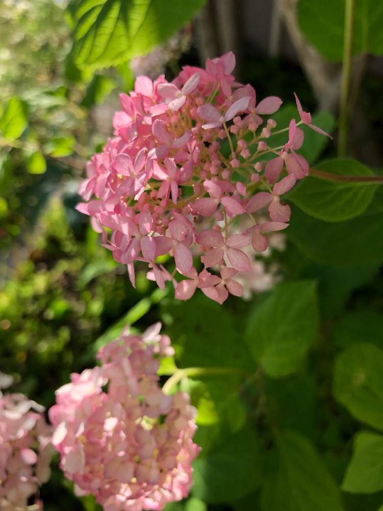 の画像 by xxx_kyoko_xxxさん | ドライフラワーと紫陽花 アジサイ あじさいとガーデニングと花のある暮らしとお花のある生活とお花とピンクアナベル好き♡とお花好きとお花好きの人と繋がりたい