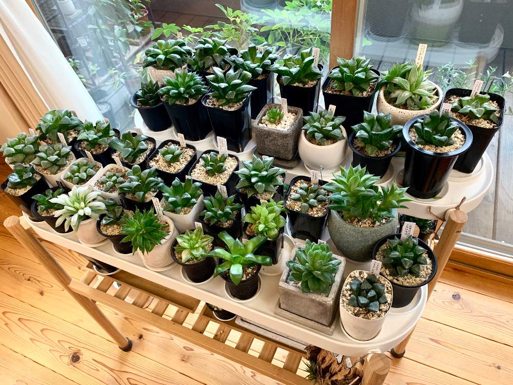 窓辺の画像 by GREENROSEさん | 窓辺と多肉植物と観葉植物とオブツーサ。とグリーン!グリーン!グリーン!とGS映えと植物とGS日和と植中毒とタニラーとリビングと花のある暮らしとかわいいな♡とうっとりとGREEN UP!と多肉初心者とインテリアグリーン
