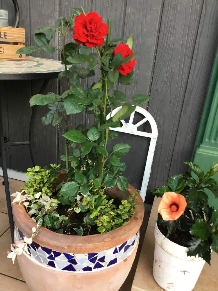 玄関の画像 by KOᗷEᗰEᖇIKEᑎさん | 玄関とばら バラ 薔薇と植物好きと繋がりたいと可愛い花とはなまっぷとハイビスカスの花と可愛いとガーデニングと花のある暮らしとお花と薔薇♪とバラ・ミニバラとお花好きとお花好きの人と繋がりたいとGREEN UP!