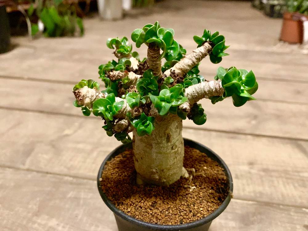 インテリアの画像 by Flower Villageさん | インテリアとインドアグリーンとボタニカルとパキポディウム属とサボテン科と観葉植物とボタニカルライフとアデニウム巻葉と鷺沼とアラビカム巻葉とコーデックスと植中毒と砂漠の薔薇 アデニウムと塊根植物と神奈川県とflowervillageと川崎市内とビザールプランツとアデニウムアラビカムと夏型塊根植物とカクタス長田